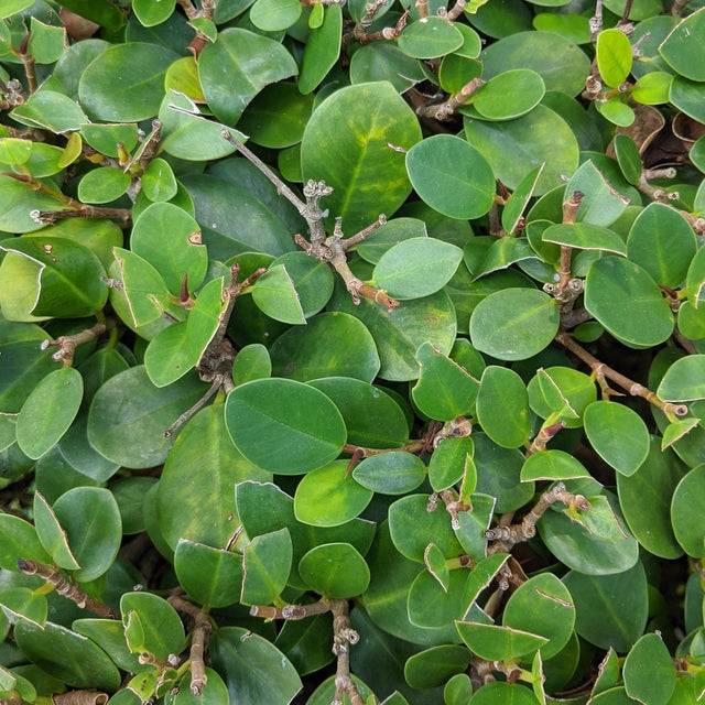 Green Island Fig - Ficus microcarpa 'Green Island'-Evergreen,Moderate Growing,Moderate Water,Ornamental,Outdoor,Partial Shade,Tree-Nursery Near Me