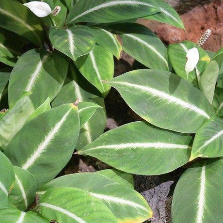 Green Magic Dumb Cane - Dieffenbachia 'Green Magic'-Evergreen,Indoor,Moderate Water,Ornamental,Partial Shade,Slow Growing,Tropical-Nursery Near Me