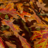 Green Pillar Pin Oak