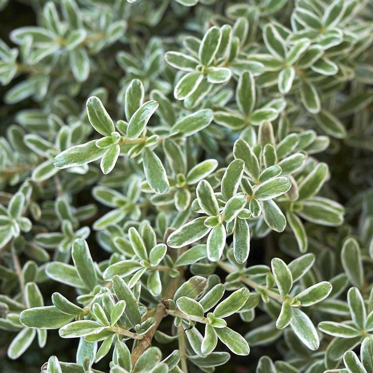 Green and Gold Coprosma - Coprosma 'Green and Gold'-Evergreen,Moderate Growing,Moderate Water,Ornamental,Outdoor,Partial Shade,Shrub-Nursery Near Me