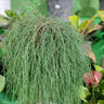 Greenwave Casuarina