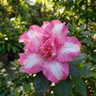 Gretel Azalea