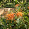 Grevillea ‘Apricot Hots’