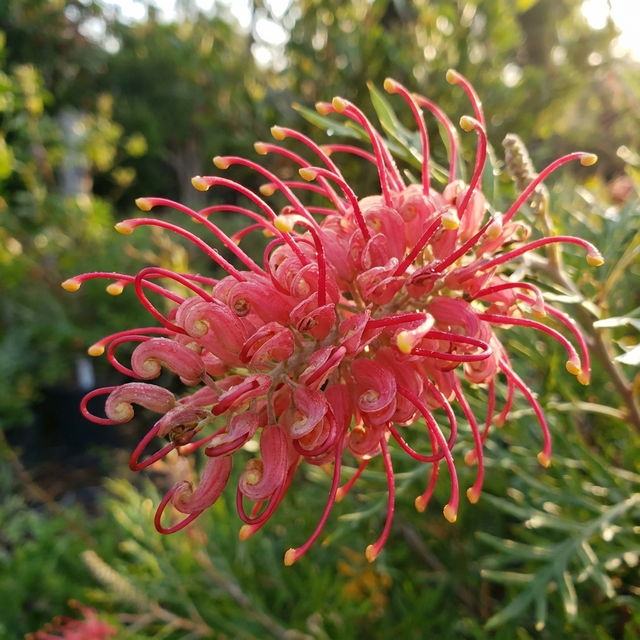 Close-up of a vibrant pink Grevillea ‘Big Foot’ (Grafted) bloom with long, curved petals and green leaves in sunlight. This drought-tolerant shrub adds striking color to any garden.