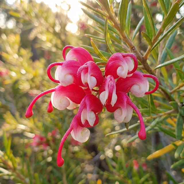 Close-up of Grevillea ‘Cherry Ripe’—a drought-tolerant native shrub—showing its pink and white flowers, thin green leaves, and a softly blurred background.