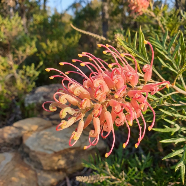 Close-up of Grevillea ‘Coconut Ice’—a pink and yellow Australian native shrub with spiky green leaves, perfect for wildlife gardens and thriving outdoors in natural sunlight.