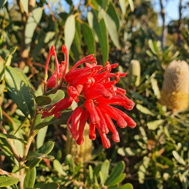 Grevillea 'Deua Flame' (rhyolitica) features vivid red flowers glowing in sunlight amid green leaves. This compact native shrub is admired as a striking red flowering addition to any garden.