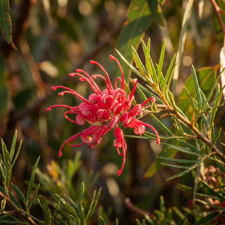 Grevillea ‘Gin Gin Gem’ features vibrant pink flowers with dew drops and narrow green leaves in natural light—an excellent native groundcover that helps control erosion.