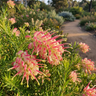 Grevillea ‘Hills Jubilee’