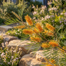 Grevillea ‘Honey Gem’