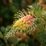 Grevillea ‘Lemon Baby’