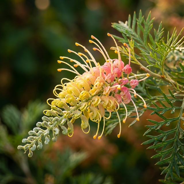 Close-up of Grevillea ‘Lemon Baby’, a compact native shrub with yellow and pink blooms and spiky green leaves in sunlight—a striking plant for attracting wildlife.