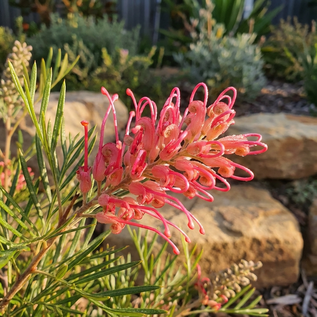 Grevillea ‘Lollypops’ is a compact native shrub with vibrant cerise-pink blooms, shown in sunlight among green leaves and garden rocks.