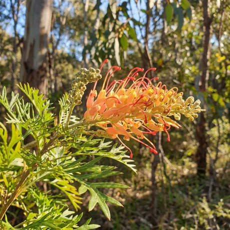 A close-up of Grevillea Loopy Lou (Grevillea hybrid ‘Loopy Lou’), a drought-tolerant plant with vibrant orange spider flowers and green leaves, set against a sunlit forest background.