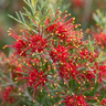 Grevillea Mini Marvel