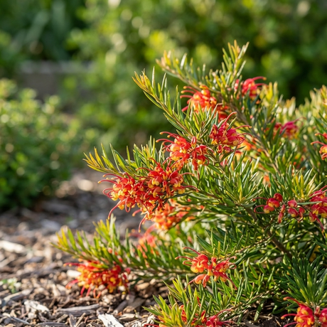 Grevillea ‘Bonnie Prince Charlie’ is a compact native shrub with spiky green leaves and bright orange flower clusters, ideal for sunlit garden beds and noted for its drought tolerance.