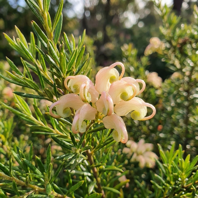 Grevillea ‘Coral Baby’ is a compact native shrub with pale pink to coral-pink, spider-like blooms among green needle-like leaves, thriving in sunny spots.