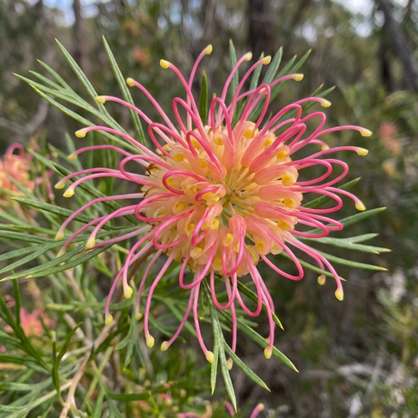 A close-up of Grevillea ‘Flora Mason’, a drought-tolerant, native Australian shrub with pink and yellow curled petals and slender green leaves.