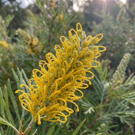 The Sandra Gordon Grevillea (Grevillea pteridifolia x sessilis 'Sandra Gordon') features curly, golden-yellow blooms amid green leaves—an eye-catching plant that attracts birds and thrives in sunny spots.