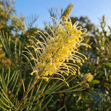 The Silvereye Cream Grevillea (Grevillea 'Misty Pink' x 'Honey Gem' 'Silvereye Cream') bursts with yellow blooms amid green leaves, making it a stunning choice for native gardens and perfect for attracting birds.