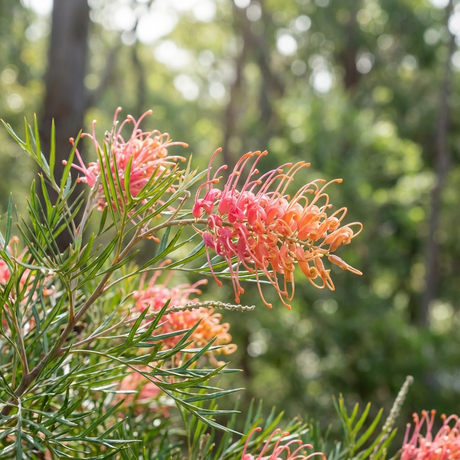 Close-up of Strawberry Pops Grevillea (Grevillea bipinnatifida x Grevillea 'Bush Lemons'), a bird-attracting, drought-tolerant flower with thin green leaves, outdoors with blurred trees in the background.