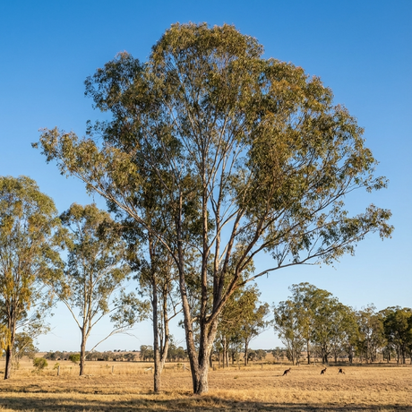 Grey Box (Eucalyptus moluccana), a tall Australian native tree, grows in a dry, grassy field beneath a clear blue sky, with kangaroos visible on the right.