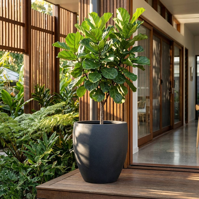A fiddle-leaf fig in a Grey Harper Egg Pot sits on a wooden patio outside a modern house with large windows.