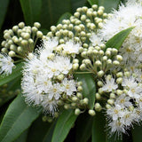 Grey Myrtle - Backhousia myrtifolia-Evergreen,Moderate Water,Native,Outdoor,Partial Shade,Shrub,Slow Growing-Nursery Near Me