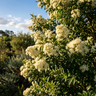Grey Myrtle