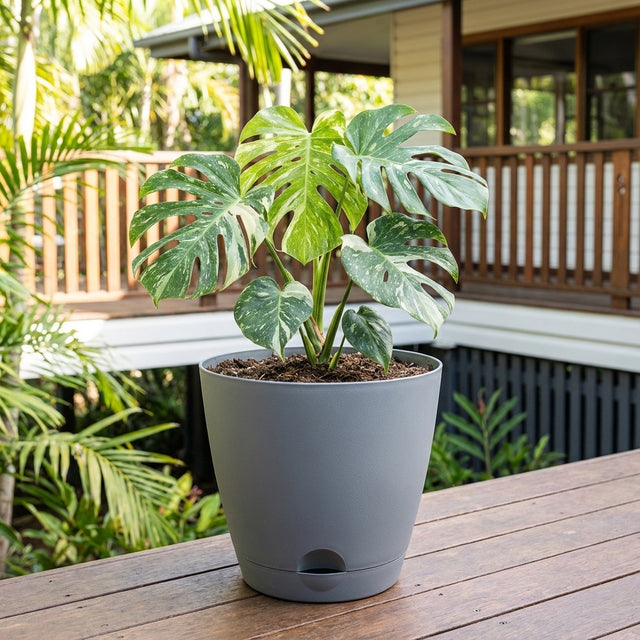 A potted monstera sits outdoors on a wooden table in a modern Grey Oslo Self Watering Planter (various sizes available), with a house and greenery in the background.