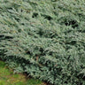 Grey Owl Juniper