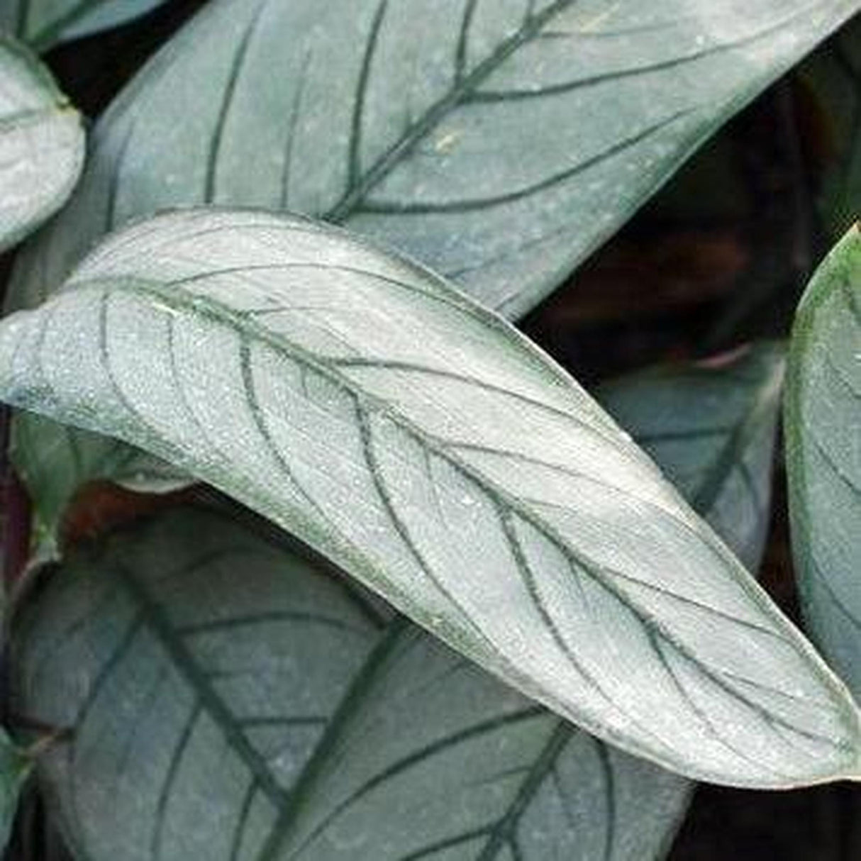 Grey Star Ctenanthe - Ctenanthe setosa 'Grey Star'-Evergreen,Indoor,Moderate Water,Ornamental,Partial Shade,Slow Growing,Tropical-Nursery Near Me