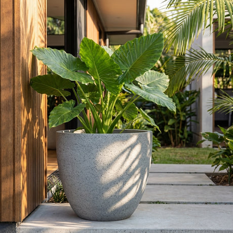 A large green plant sits in a Grey Terrazzo Egg Pot (various sizes) on a modern patio, with sunlight and leafy shadows playing across the wall.
