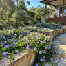 Ground Morning Glory