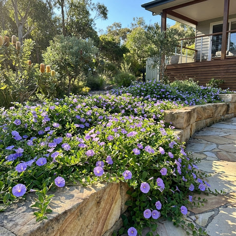 Ground Morning Glory (Convolvulus sabatius), a drought-tolerant groundcover, flourishes in a garden bed beside a stone path outside a modern home on a sunny day.