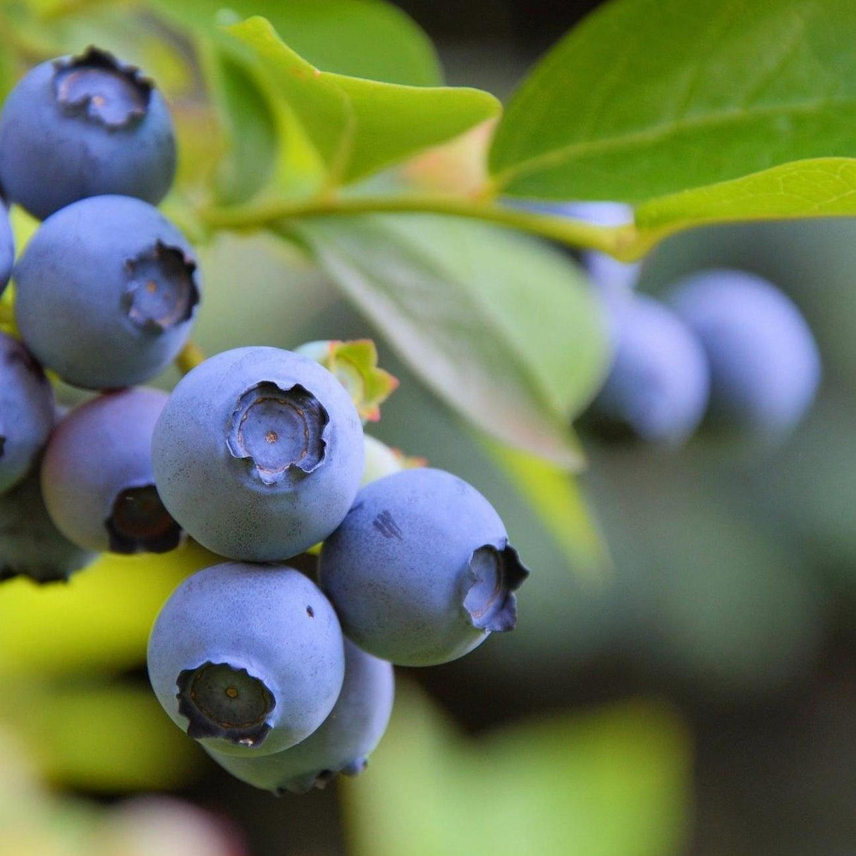 Gulf Coast Blueberry - Vaccinium 'Gulf Coast'-Deciduous,Fruiting,Full Sun,Moderate Growing,Moderate Water,Outdoor,Shrub-Nursery Near Me