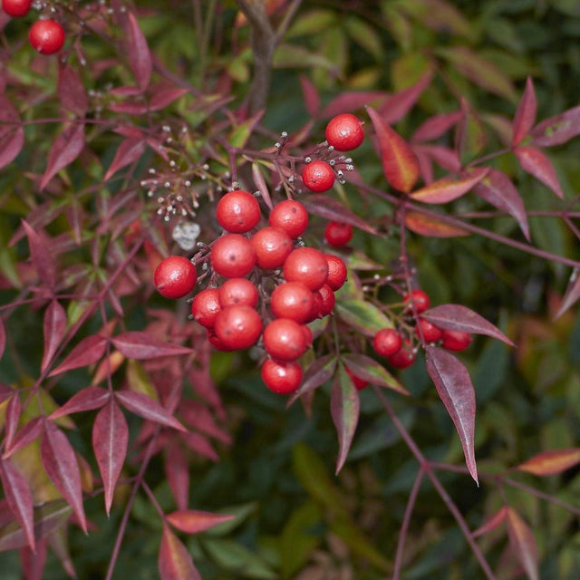 Gulf Stream Heavenly Bamboo - Nandina domestica 'Gulf Stream'-Evergreen,Moderate Growing,Moderate Water,Ornamental,Outdoor,Partial Shade,Shrub-Nursery Near Me