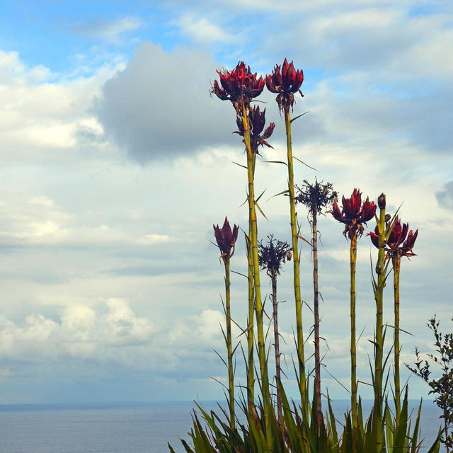 Gymea Lily - Doryanthes excelsa-Evergreen,Flowering,Full Sun,Moderate Growing,Moderate Water,Native,Outdoor,Shrub-Nursery Near Me