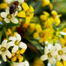 HYMENOSPORUM flavum (Native Frangipani)