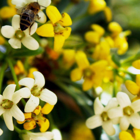 A bee collects nectar from clusters of yellow and white HYMENOSPORUM flavum (Native Frangipani) - Ex Ground flowers bathed in bright sunlight.