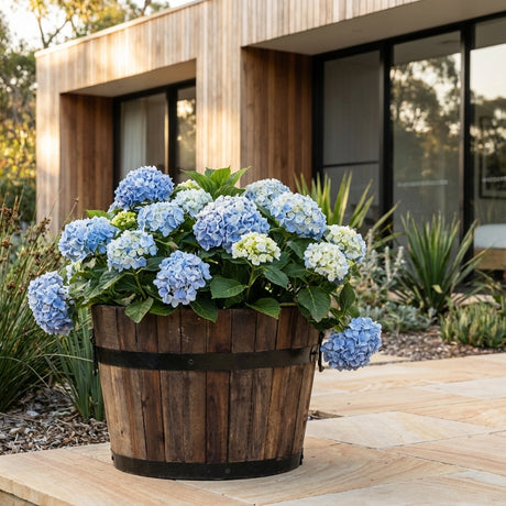 A Half Barrel Wooden Planter (various sizes available) filled with blooming blue hydrangeas sits on a stone patio outside a modern house.