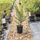 Hannah Ray Bottlebrush - Callistemon 'Hannah Ray'-Evergreen,Fast Growing,Flowering,Full Sun,Moderate Water,Outdoor,Tree-Nursery Near Me