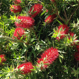 Hannah Ray Bottlebrush - Callistemon 'Hannah Ray'-Evergreen,Fast Growing,Flowering,Full Sun,Moderate Water,Outdoor,Tree-Nursery Near Me