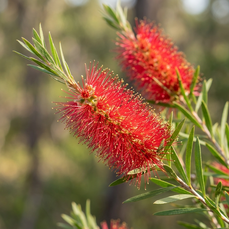 Close-up of a red Hannah Ray Bottlebrush - Callistemon 'Hannah Ray' flower with green leaves against a blurred outdoor backdrop. This vibrant Australian native brings striking color to any landscape.