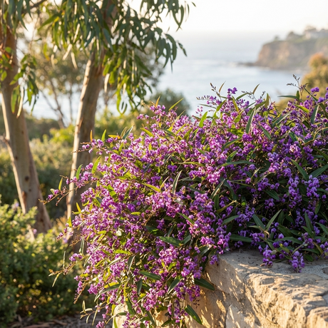 Purple flowers of Hardenbergia Meema (Hardenbergia violacea ‘Meema’), an Australian native ground cover, cascade over a stone wall with an ocean view in the background.
