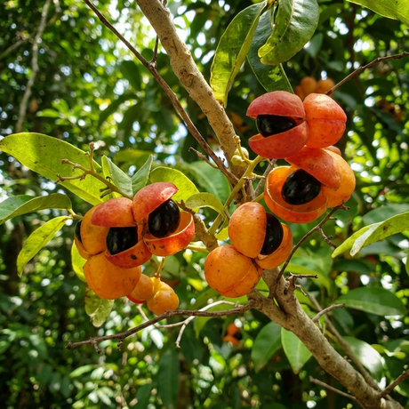 Clusters of bright orange fruit with shiny black seeds grow on the fast-growing Australian Tulipwood Tree (Harpullia pendula), which boasts green leaves that thrive even in drought-tolerant conditions.