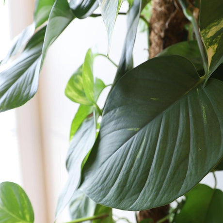 Heartleaf Philodendron - Philodendron cordatum-Climber,Evergreen,Fast Growing,Indoor,Moderate Water,Partial Shade,Tropical-Nursery Near Me