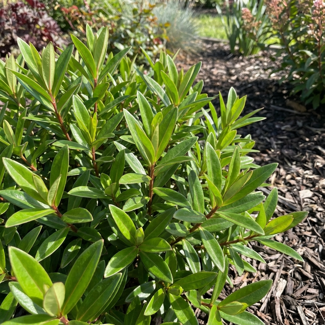 Hebe Elegance Pink – Hebe hybrid ‘Elegance Pink’ displays glossy foliage and vibrant pink flower spikes, bringing color to mulched garden beds when planted in sunny spots.