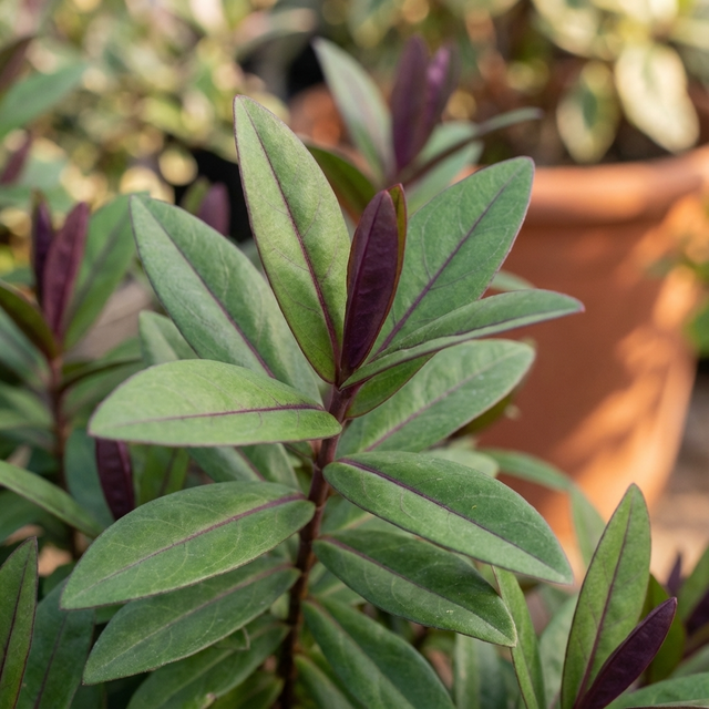 Green leaves with purple veins and undersides, set against a blurred terracotta pot, highlight the striking foliage of Hebe Elegance Purple - Hebe hybrid ‘Elegance Purple’, an evergreen shrub prized for its vivid colors and delicate beauty.
