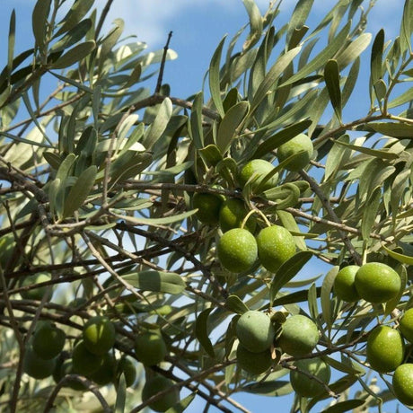 Helena Olive Tree - Olea europaea 'Helena'-Evergreen,Fruiting,Full Sun,Low Water,Moderate Growing,Outdoor,Tree-Nursery Near Me